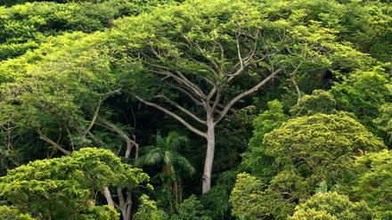 Regenwald Brasilien