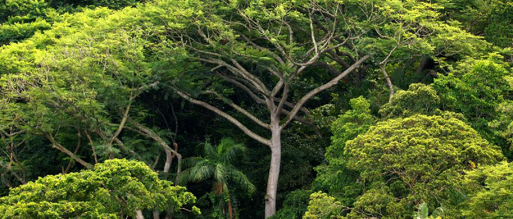 Regenwald Brasilien