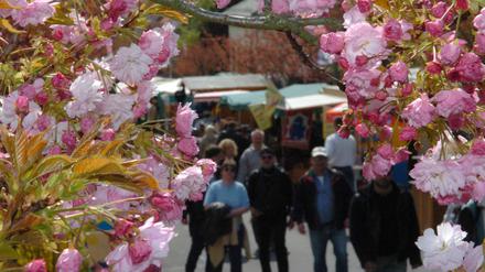Baumblüte