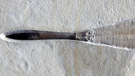 Tintenfischfossil