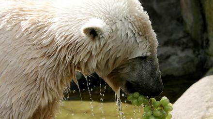 Knut