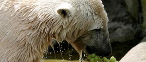 Knut
