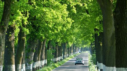 allee
