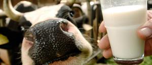 Milchkuh