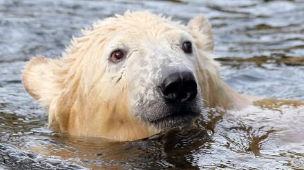 Knut