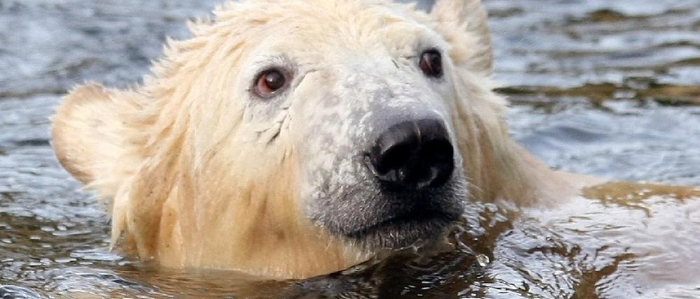 Knut