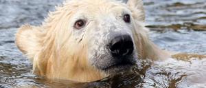 Knut