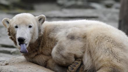 knut