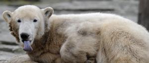 knut