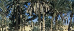 dattelpalmen