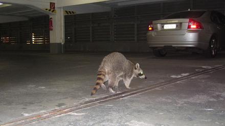 wbär