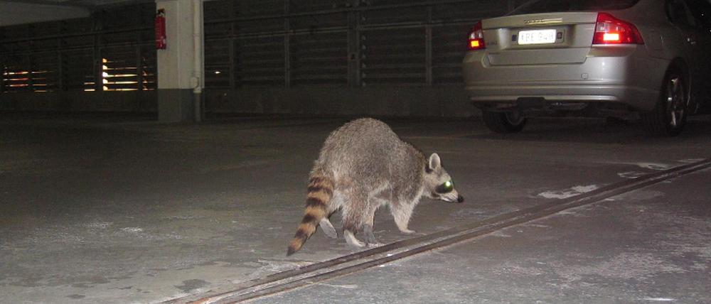 wbär