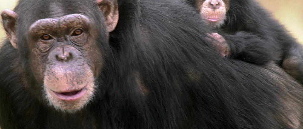 Schimpanse