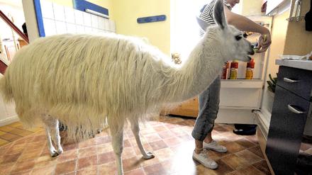Lama "Socke"