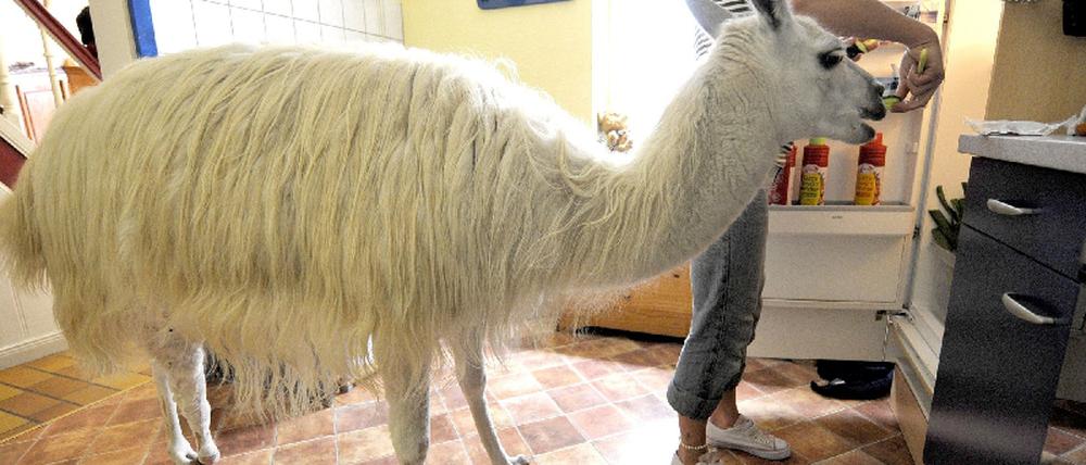 Lama "Socke"