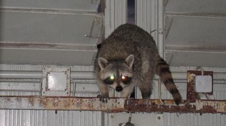 Waschbär Alex_2