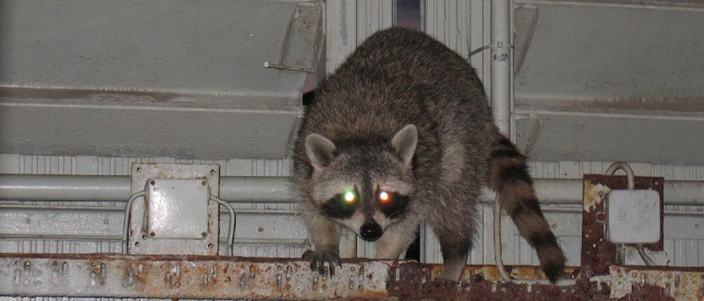 Waschbär Alex_2