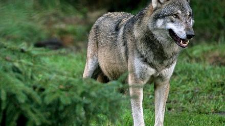 Wolf