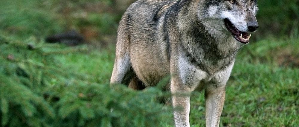 Wolf