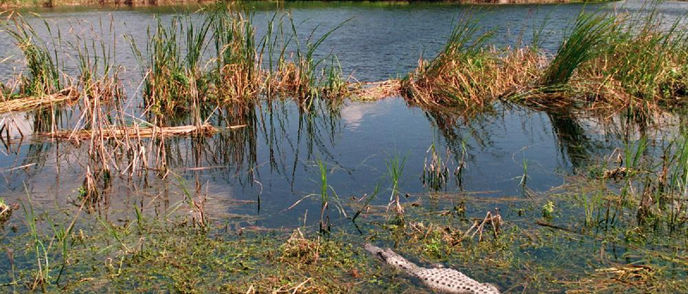 Everglades