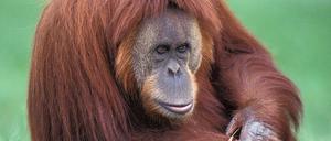 Orangutan