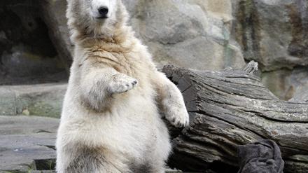 knut