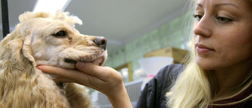 Milliardenerbe für Hunde