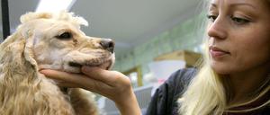 Milliardenerbe für Hunde