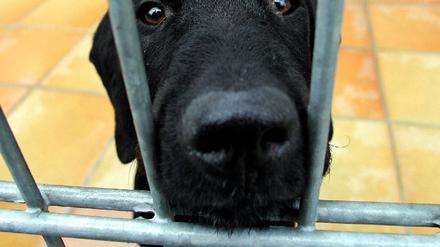 Labrador