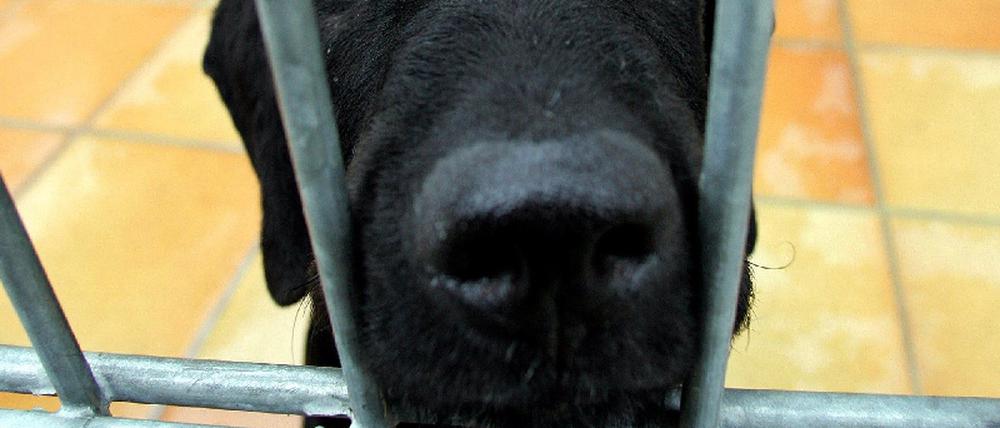 Labrador