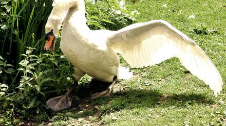 Schwan