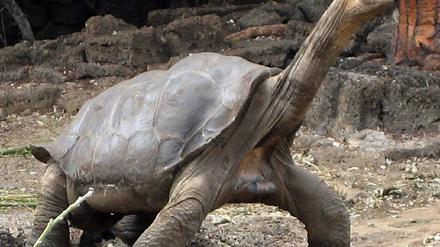 Lonesome George