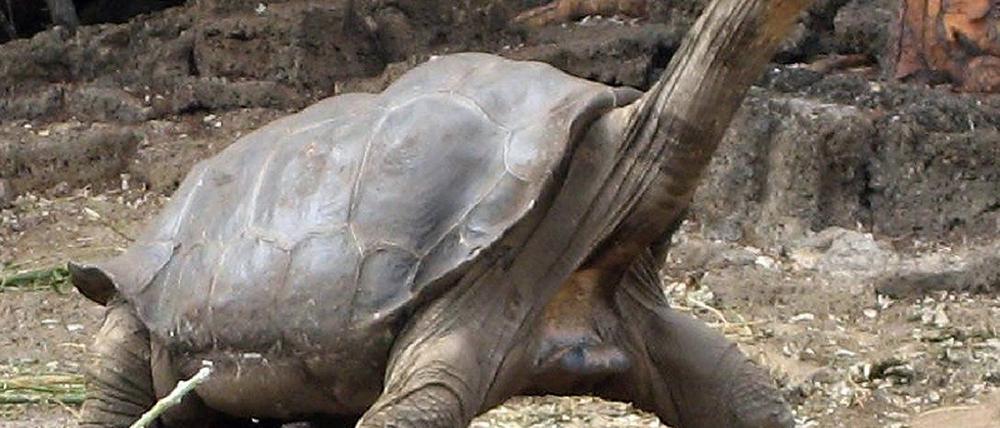 Lonesome George