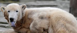 Knut