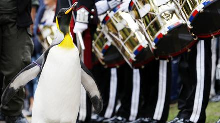 Nils Olav
