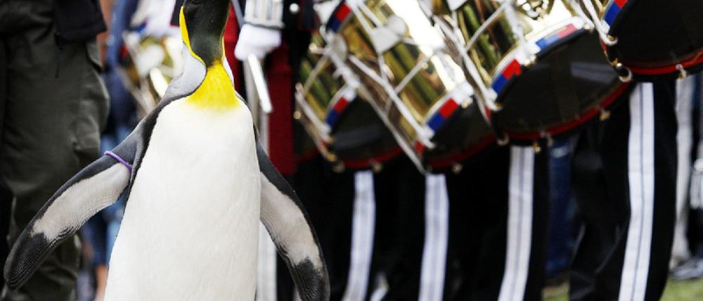 Nils Olav