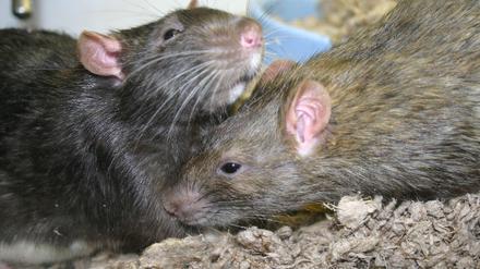 ratten