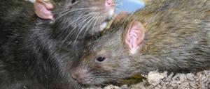 ratten