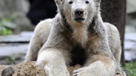Knut
