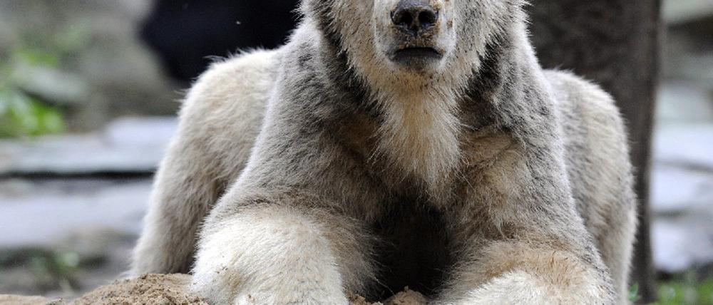 Knut