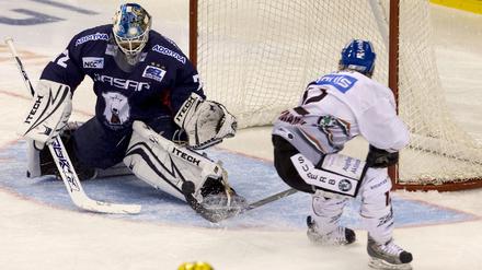 Eisbären