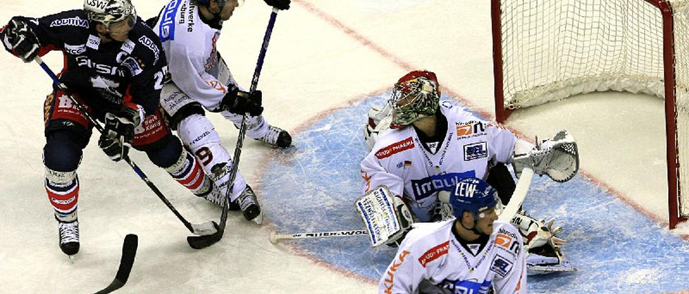 Eisbären