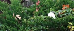 Trauer um Thomas Dörflein