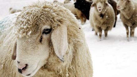 Schafe im Schnee