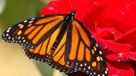 White House Butterfly