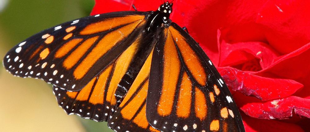 White House Butterfly