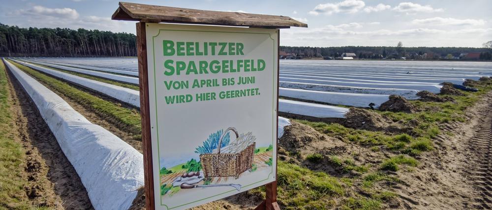 Spargelhof in Brandenburg: Wo schmeckt der Spargel besser?