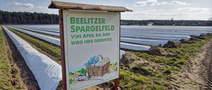 Spargelhof in Brandenburg: Wo schmeckt der Spargel besser?