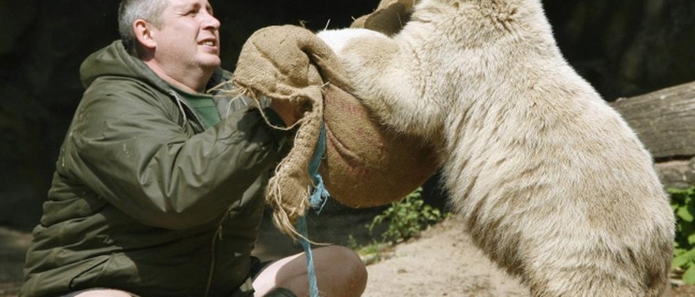 Nachfolger für Ziehvater von Eisbär Knut gefunden