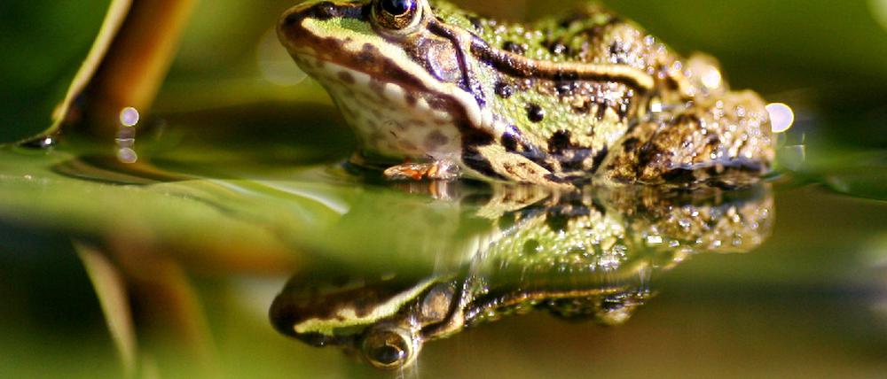 Frosch